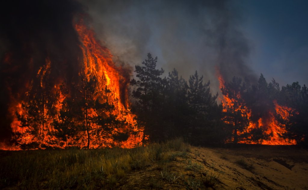 [company_name_branding] Impacto ambiental de los incendios